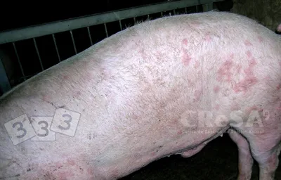 Аллергия у свиней фото