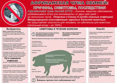 Памятка по африканской чуме свиней.