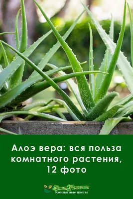 Алоэ вера: вся польза комнатного растения, 12 фото | Растения, Садоводство  на балконе, Лекарственные растения