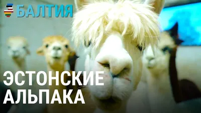 Как стать главным в стаде альпака | БАЛТИЯ - YouTube