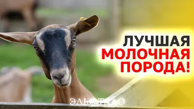 Альпийские козы для молока и красоты - Породы коз и овец - Козоводство в  Украине, России, СНГ: форум, хозяйства, рынок