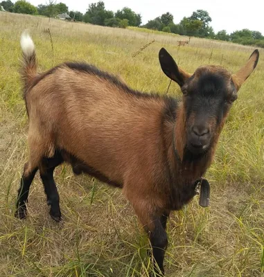 Альпийская порода коз фото цена и описание окрасов