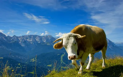 Альпийские коровы на лугах стоковое фото ©Malleo 78882824