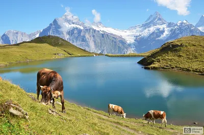 Альпийская корова скачать фото обои для рабочего стола