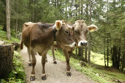 Слишком шумные коровы»: альпийские колокольчики хотят запретить