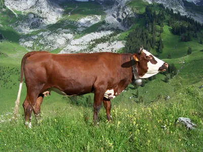 Абонданс (порода коров) — Википедия