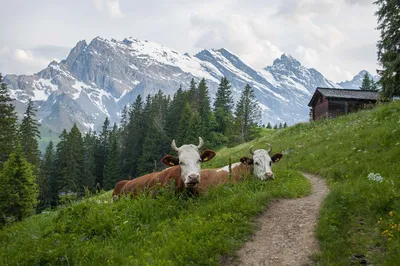 Альпийские луга,где пасутся коровы» — создано в Шедевруме
