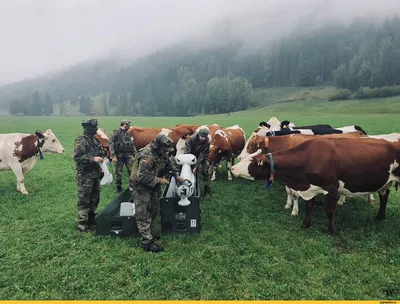 Зачем швейцарские коровы забираются в горы? - SWI swissinfo.ch