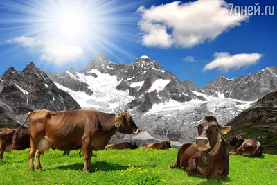 Альпийские коровы.. Photographer Svetlana Rizzo