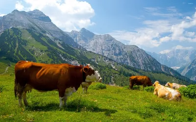 Картина на холсте \"Альпийские коровы, коровы, корова\" 240x90 см. с  алюминиевыми подвесами, в тубусе - купить по низкой цене в  интернет-магазине OZON (561717610)