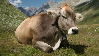 Альпийские коровы в снегу | Euronews