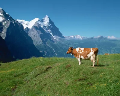 В Альпах на туристов нападают коровы. Кто виноват? | Milknews - молочные  новости | Дзен