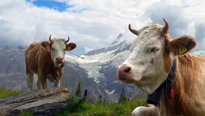 альпийские коровы ферма сельское хозяйство изгиб Фото Фон И картинка для  бесплатной загрузки - Pngtree