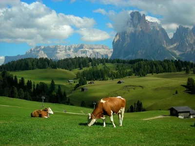 Коровы на альпийских лугах - красивые фото