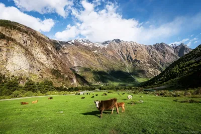 Летающие коровы из Швейцарии: зачем в Альпах поднимают коров на вертолете |  О, КУЛЬТУРивание | Дзен