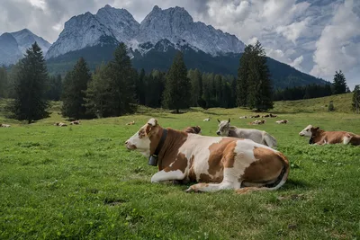 Стадо Коров На Альпийских (Bos Primigenius Taurus) Луг В Итальянских Альпах  Фотография, картинки, изображения и сток-фотография без роялти. Image  31836299