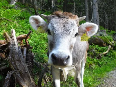Альпийская корова Milka