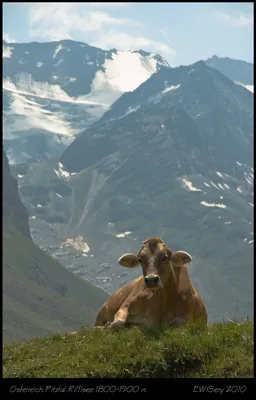 Австрия: альпийские пастбища в опасности | Euronews