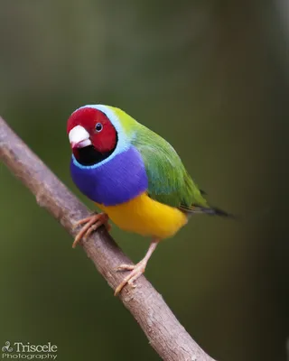 Гульдова амадина- самая красочная птица в мире