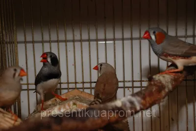 Купить Певчие птички зебровые амадины, зебровая амадина, цена 175 грн —  Prom.ua (ID#1092177367)
