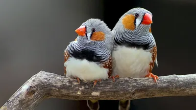 Амадины попугаи (39 лучших фото)