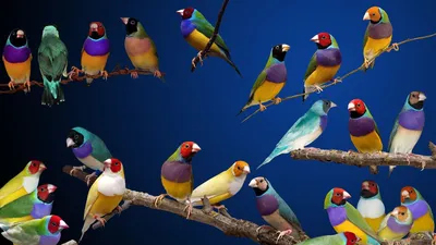 https://animals.pibig.info/10088-dekorativnye-pticy.html