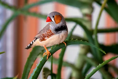 Амадины — самые простые в содержании среди декоративных птиц. Фото —  Ботаничка
