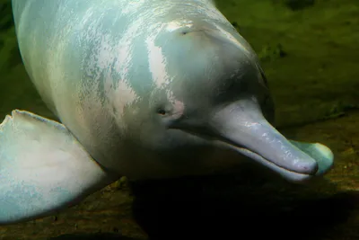 Амазонский речной дельфин Анатомия animals - YouTube