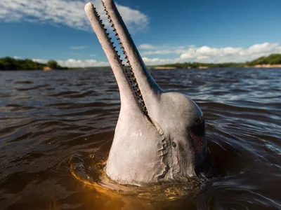 АМАЗОНСКИЙ ДЕЛЬФИН (boto) стоковое фото. изображение насчитывающей дельфин  - 60802782