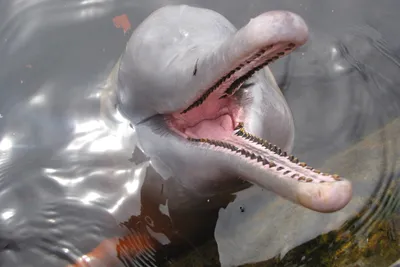 Розовый Дельфин В Море — стоковые фотографии и другие картинки Амазонский  дельфин - Амазонский дельфин, Розовый, Дельфин - iStock
