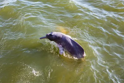 Амазонские дельфины попали в категорию вымирающих видов в Красной книге -  РИА Новости, 11.12.2019