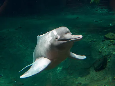 Дельфин Реки Амазонка — стоковые фотографии и другие картинки Амазонский  дельфин - Амазонский дельфин, Дельфин, Амазон - iStock
