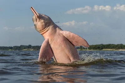 Дельфин Реки Амазонка — стоковые фотографии и другие картинки Розовый -  Розовый, Дельфин, Амазонский дельфин - iStock
