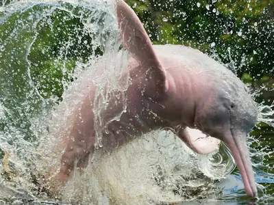 Интересные факты из жизни амазонских дельфинов