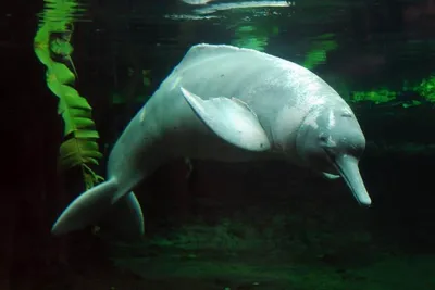 Амазонский дельфин, Inia geoffrensis, Amazon river dolphin… | Flickr