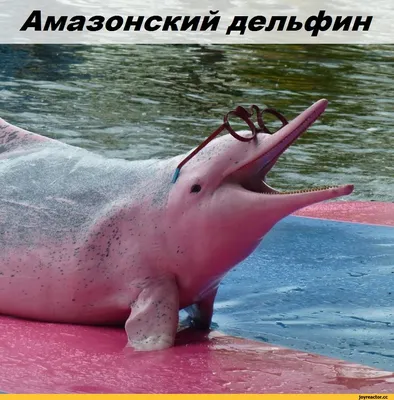 Дельфин Реки Амазонка — стоковые фотографии и другие картинки Розовый -  Розовый, Амазонский дельфин, Дельфин - iStock