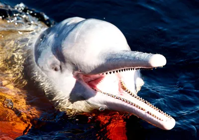 Розовый дельфин под водой подводный вид в реке амазонка генеративный ai |  Премиум Фото