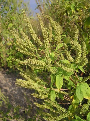 Амброзия (растение) — Википедия
