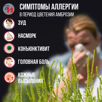 В Новороссийске зацвела амброзия: симптомы аллергии и методы борьбы
