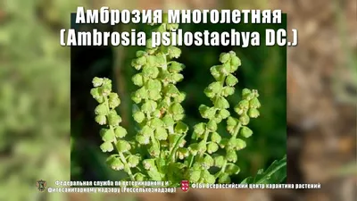 Амброзия многолетняя (Ambrosia psilostachya DC.) - YouTube