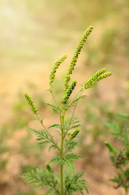 Амброзия (Ambrósia) - растение-аллерген: что именно в растении вызывает  аллергическую реакцию у детей и взрослых