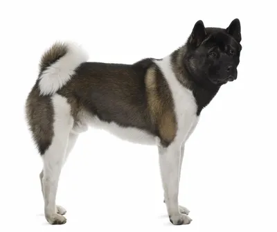 Американская акита: фото, описание, характер собаки - Purina ONE®