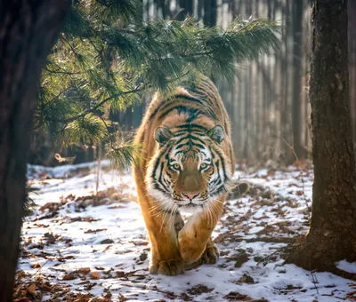 Амурский тигр фотографии