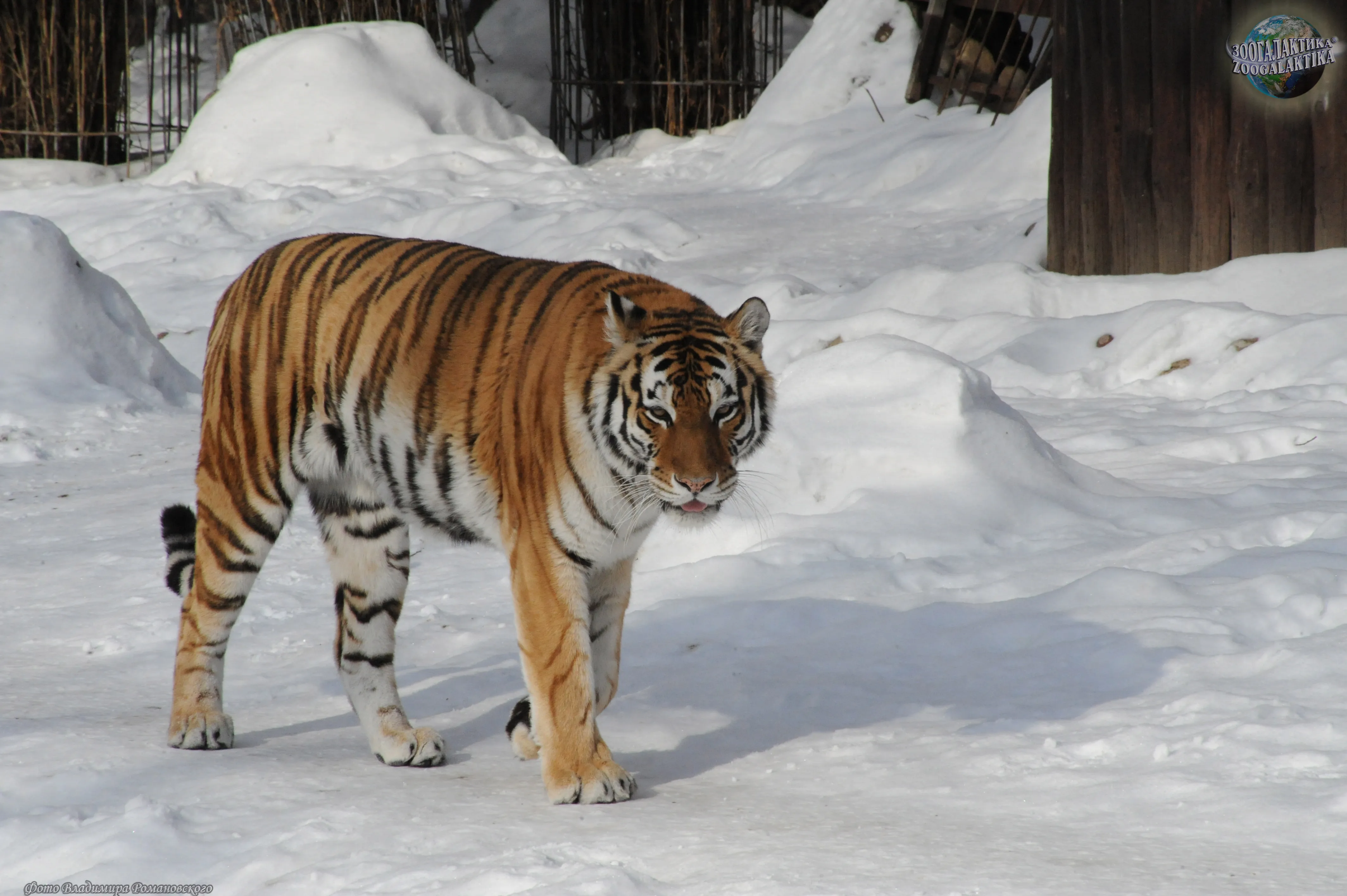 Дальневосточный тигр. Амурский тигр или Panthera Tigris. Panthera Tigris altaica. 4. Амурский тигр (Panthera Tigris). Амурские тигры Нанайский район.