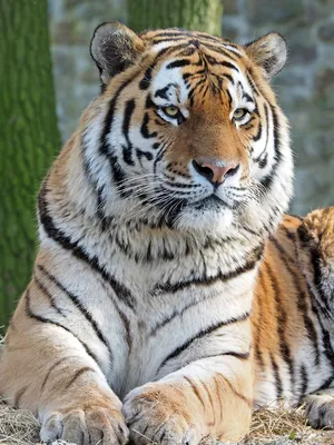 Амурский тигр, или уссурийский тигр (лат Panthera tigris altaica) | Tiere  wild, Wilde katzen, Tiger