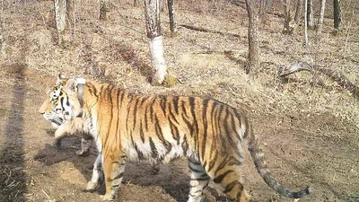 Телебашню в Твери окрасят в цвета амурского тигра - ТИА