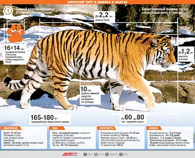 Амурские тигры вернулись к настоящей дикости – Наука – Коммерсантъ