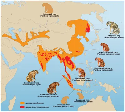 Число амурских тигров на \"Земле леопарда\" существенно выросло - Новости РГО