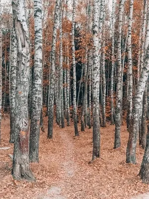 Осенний берёзовый лес | Лес, Дерево, Картинки