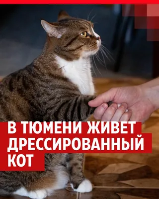 Дрессированный кот Вася, смешные видео с котами, кот говорит «мяу» - 29 мая  2022 - 86.ru